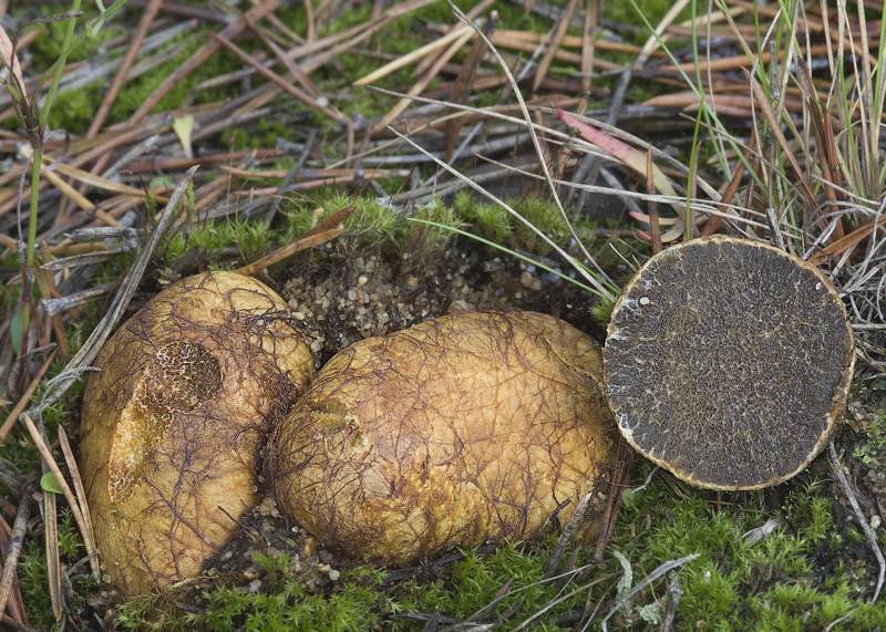 Rhizopogon verii